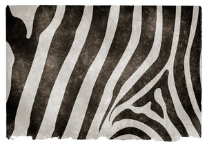 Grunge Papieru Zebra