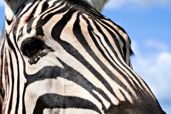 Zebra Profile: Close-up of a zebra's face.