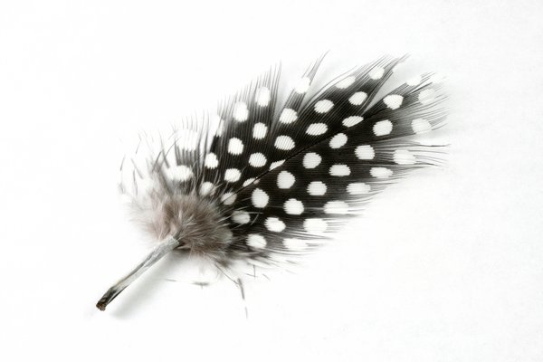 Polkadot Feather Close-up: Close-up of a polkadot feather isolated on a white background.