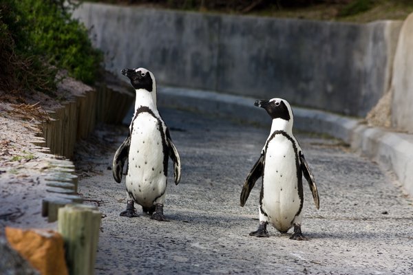 African Penguins: African penguins walking down a ramp at Boulders Beach near Cape Town, South Africa.