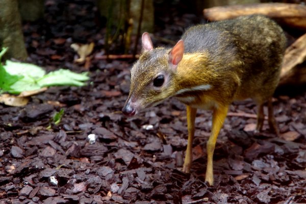 Lesser Malayan Mousedeer
