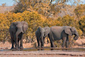 Krüger-Nationalpark Elefanten