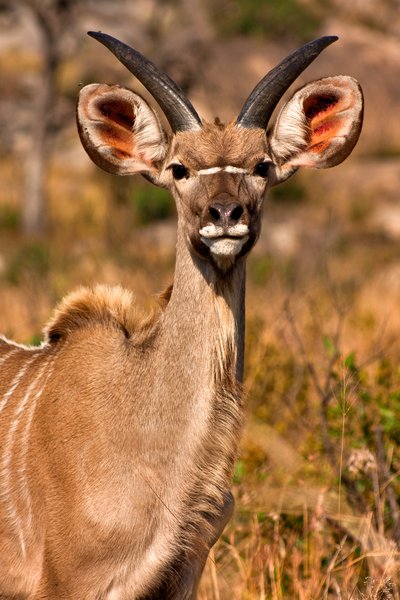 Young Kudu: Close-up of a young kudu from Kruger National Park, South Africa.