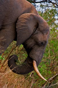 Kruger Park Elephant: 