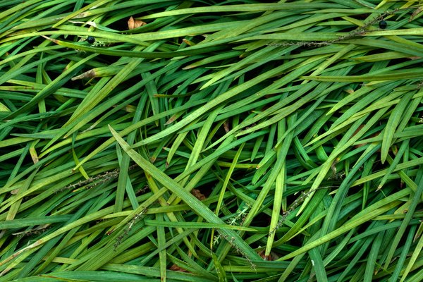 Grass Texture - HDR
