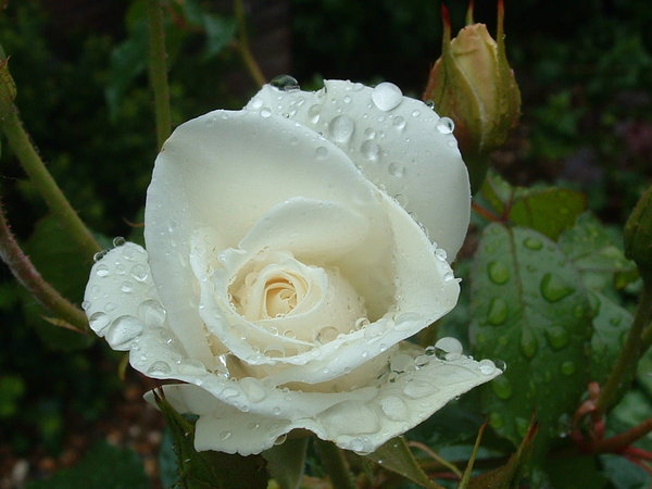 White rose with raindrops