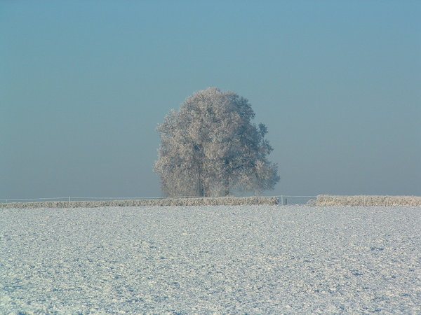 lonely tree in winter