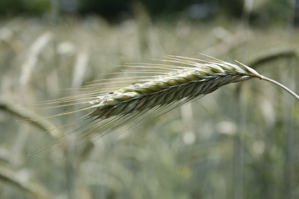 Grain crops