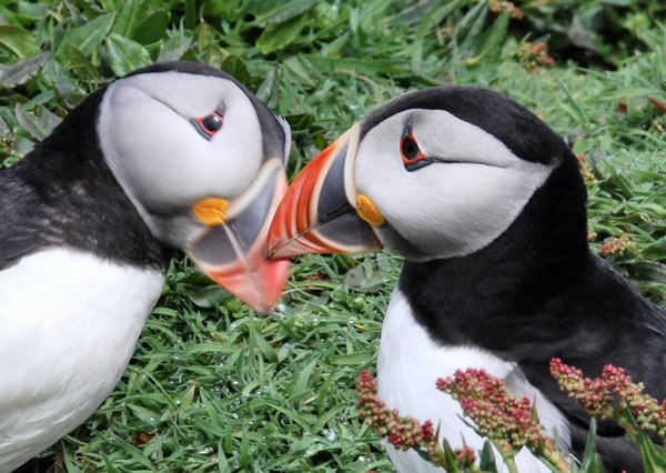 puffin 3: Two days spent on Skomer Island last year gave some great access to puffins, which are wonderful subjects!!