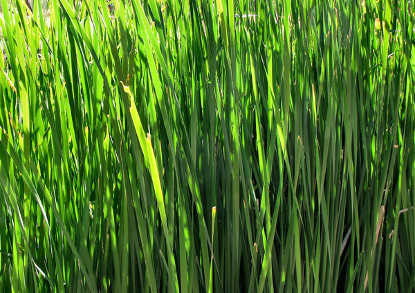 riverside reeds2