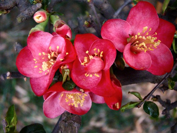 closeup of spring blossoms