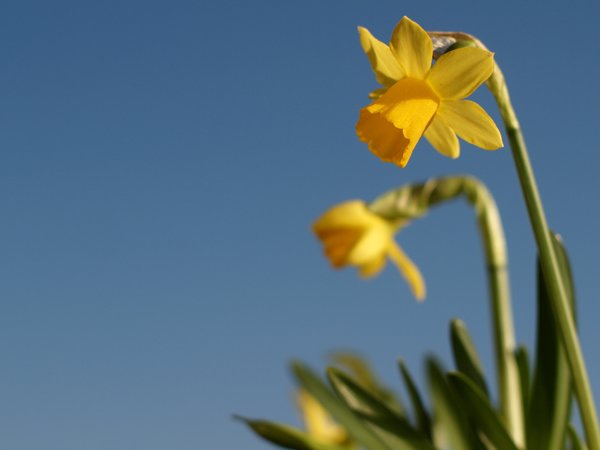 Daffodils and blue sky