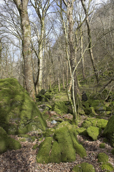 Mossy boulder woodland