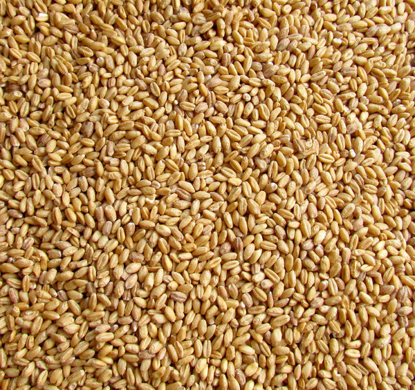 tarwe grains2: 