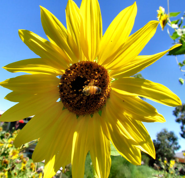 sunflower nectar