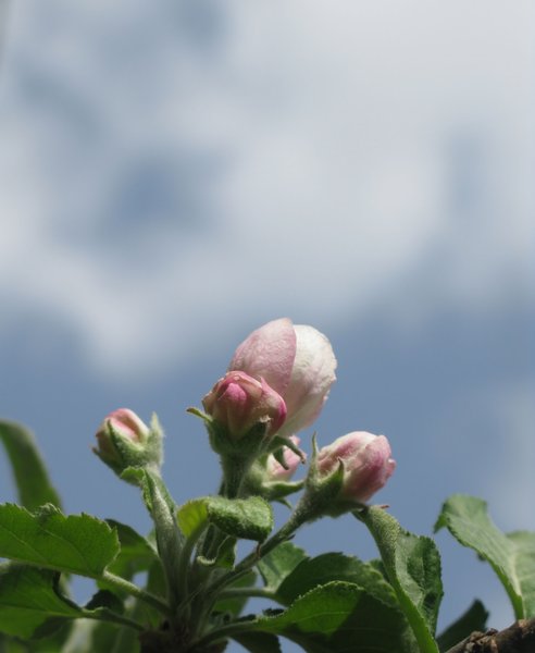 apple tree blossom: none