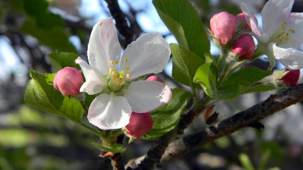 Apple Blossom: Some apple blossoms blooming.