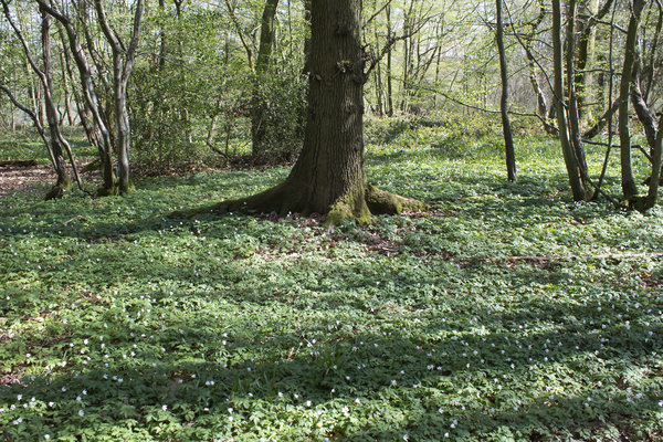 Woodland flowers in spring