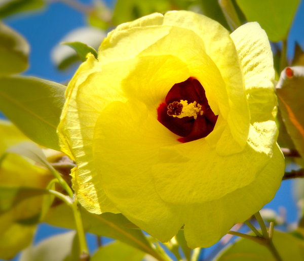Yellow Cotton Tree Flower