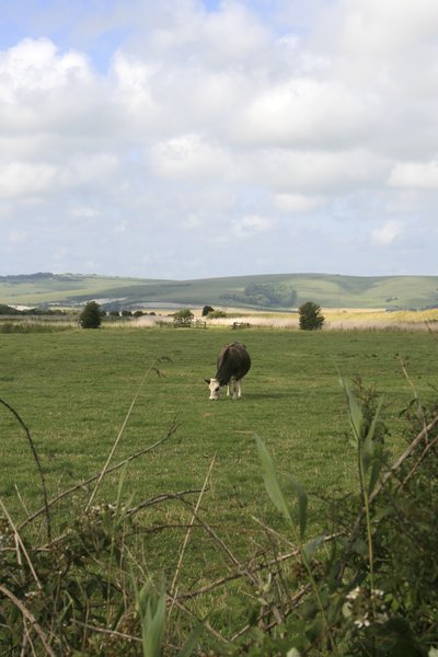 Single cow landscape