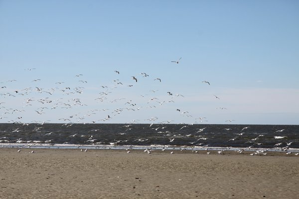 Seagulls in Flight