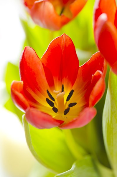 tulipanes de primavera: 