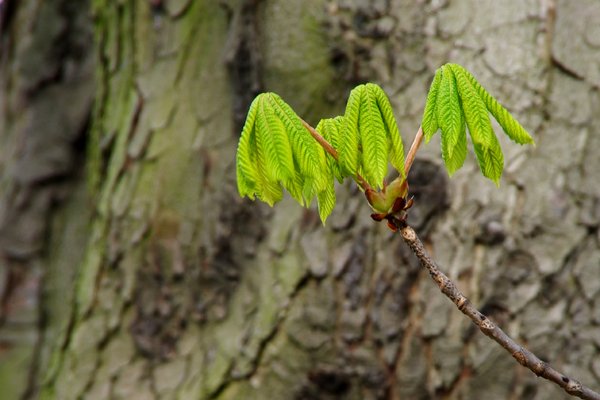 Spring chestnut leafs