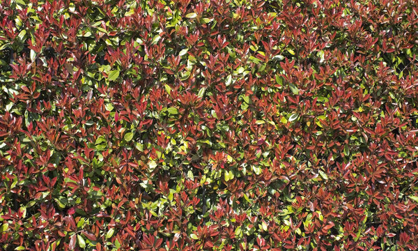 Red, green leaves texture