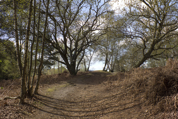 Heathy woodland path