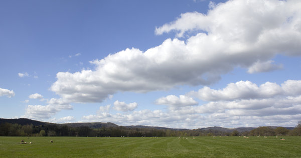 Sheep meadow landscape