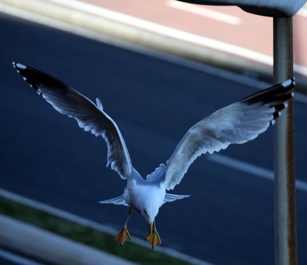 Flying seagull 6