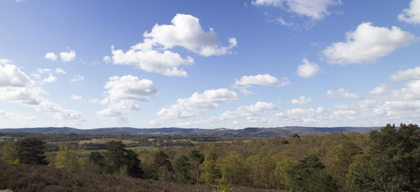 English forest landscape