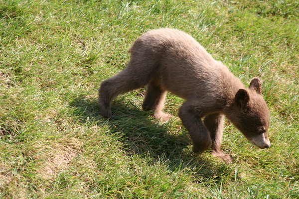 Bear cub: brown bear