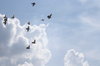 Tauben in der Luft