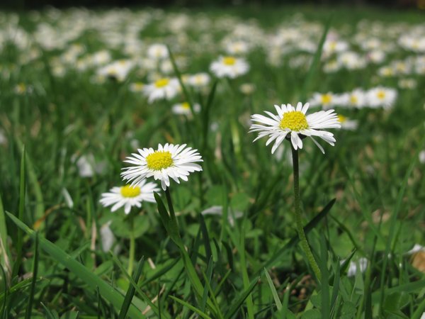 daisies field: none