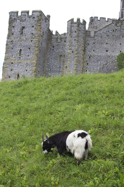 Goat by a castle