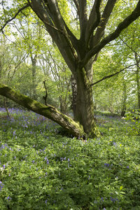 Woodland na primavera: 