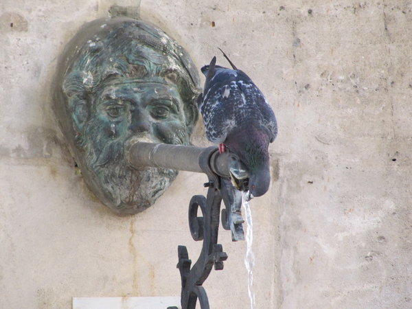Pigeon drinking water.