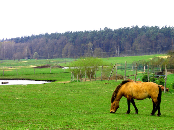 Een paard op het gras: 