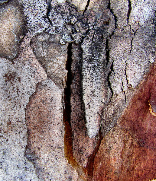 peeling bark textures10