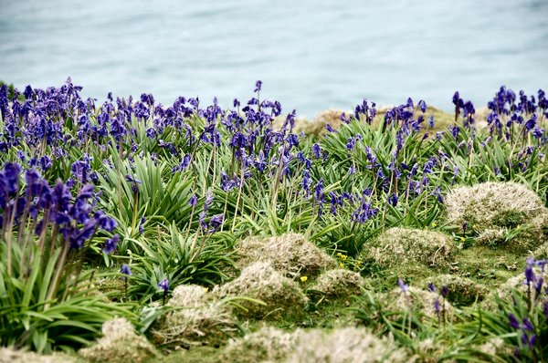 Bluebells and sea