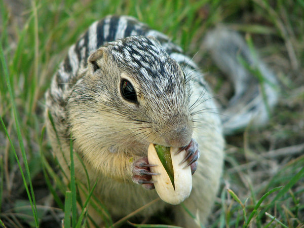 Ground Squirrel  2