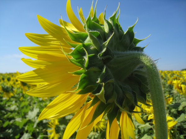 Sunflowers in Saraburi 3