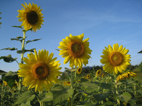 Sunflowers in Thailand 4: Sunflowers taken in Saraburi (Thailand)