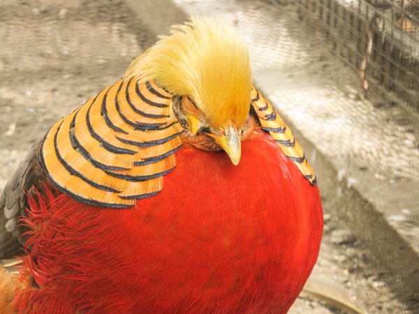 golden pheasant 3