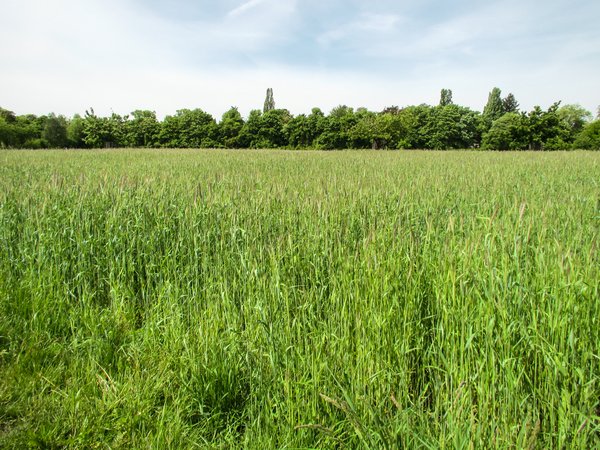 organic wheat field scenery
