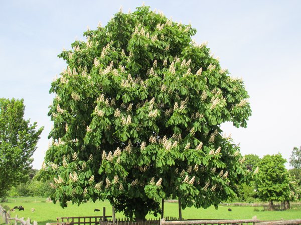 blooming chestnut tree
