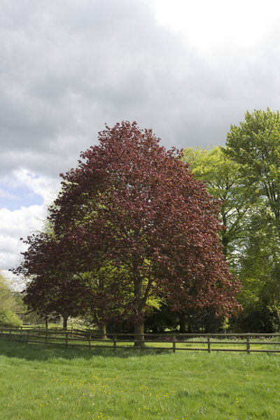 Parkland tree