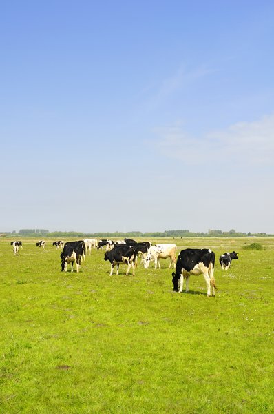 Dutch landscape: Dutch landscape with cows