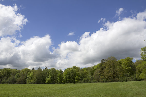 Field, forest and sky